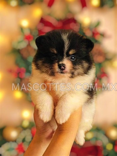 ​✨ ¡POMERANIA! 🐶 El compañero perfecto para tu familia está AQUÍ! 🧸🏠 !RESERVADO! Gracias por su confianza 😊 ¡Ya está totalmente listo para conocer su nuevo hogar! 🐾 ​En MASCOTTES, tu seguridad es nuestra prioridad: ​✅ Garantía de salud. ​✅Sexo: Macho ​✅ Cartilla de vacunación al día. ​✅ Entrega inmediata y asesoría constante. ​📲 ¡Mándanos un DM ahora mismo! Estos pequeños vuelan. ¡Asegura el tuyo hoy! #pomeranian #puppylove #cachorro #family #mascotas
