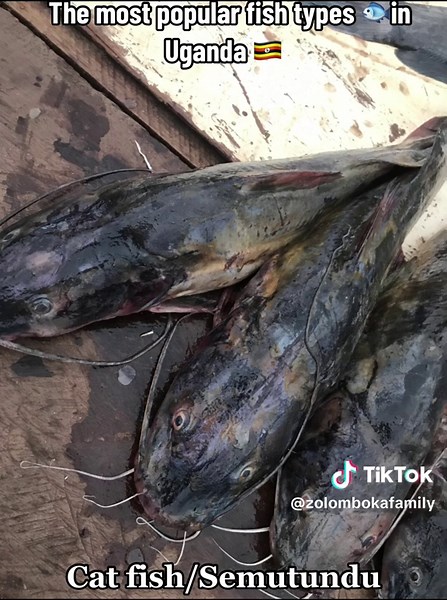 Popular Fish Types in Uganda's Waters
