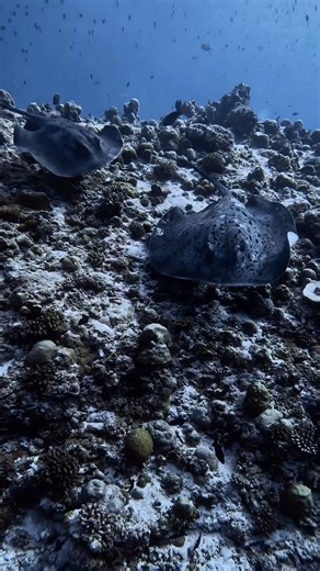 17K views · 547 reactions | Who else likes rays? Beautiful video captured by Nicolas Wind. : @your_divebuddy (IG) | SSI | Facebook