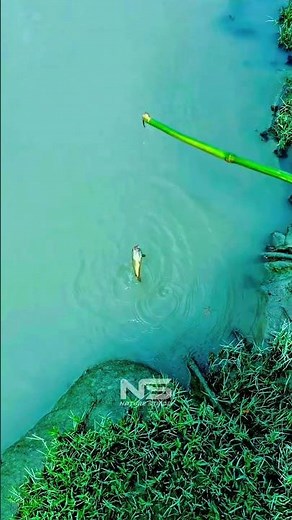 👉 Amazing Fishing Moments | Relaxing Fishing Shorts 🎣 | Nature Stride