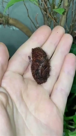 This Alien Sea Creature Is REAL, Zebra-Striped Beetle & Bizarre Fuzzy Caterpillar 😱🐌🪲