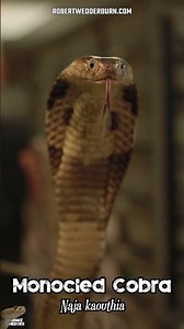 😅🐍 Cheeky Monocled Cobra smiling for the camera! 🐍😅 #snake #venomous #cobra