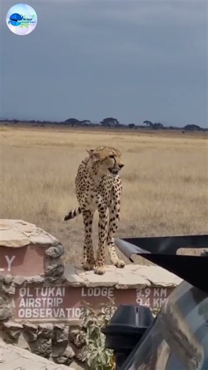 Rare Cheetah Sitting on the Ol Tukai Signpost | Amboseli National Park Safari 🇰🇪🦁