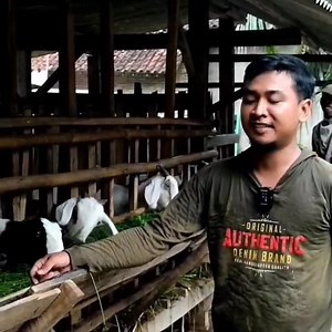 31K views · 726 reactions | Ternak kambing duit jadi banjir #breeding #farm #peternakan #kambing #domba #sapi #ayam #bebek #itik #burung #ikanlele #ikangurame #ikannila #mancing #animals #dog #horse #lion #cat #sheep #cow #goat | HEWAN N2TV | Facebook