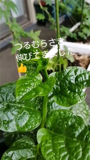 つるむらさきもやっと収穫👍🌱プランター栽培