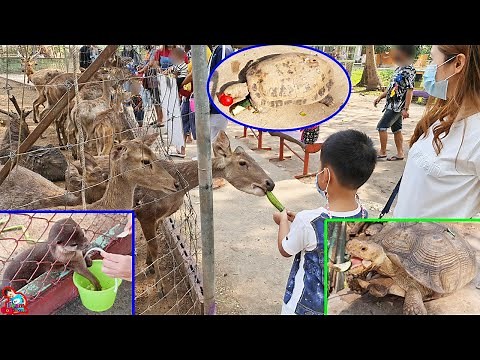 น้องบีม | เที่ยวกาญจนบุรี สวนสัตว์ค่ายสุรสีห์ ครั้งที่ 2