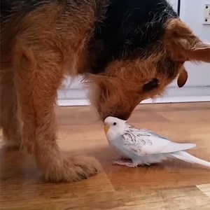 Dog and budgie raise the bar for friendship goals 🐶🐦❤ | MetDaan Animals