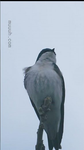 Advertisement Call - Tree Swallow (Tachycineta bicolor) :: Animal Behaviour