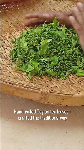 Traditional Ceylon Tea Hand Rolling | Sri Lankan Tea Making Process | Pure Tea Craftsmanship #tea