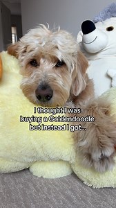 Worth every penny 💁🏻‍♀️ I’d also like to add therapist and emotional support buddy to the list because Luca’s been glued to my side for the last few weeks. Without any words he’s been lifting my spirit with his snuggles and reminding me that happiness is free and available 24/7 🥹 #dogsarebest #goldendoodle #heartdog | Me • My Doods • and • I