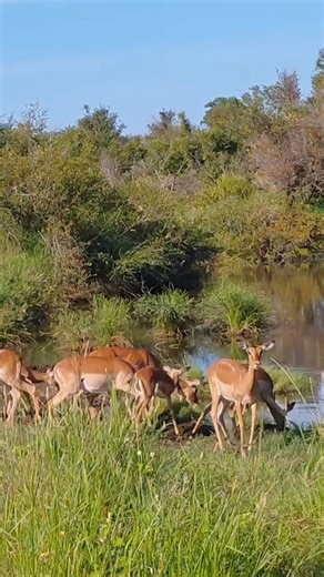 Impala sent a crocodile flying in the air after it tries to eat it.