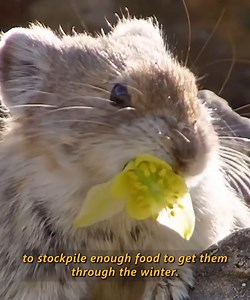 #animals #foryourpage #animalslifestyle #hunting | The Earth