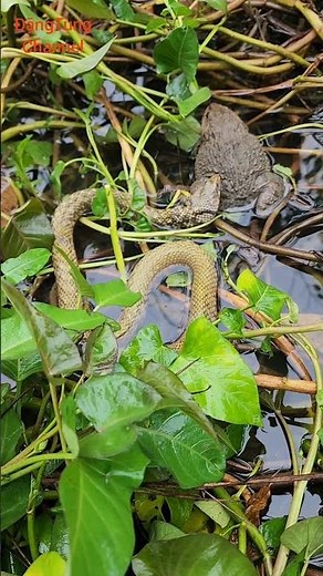 2 tháng 11, 2025The Frog and the Snake- The poor frog had to defend himself