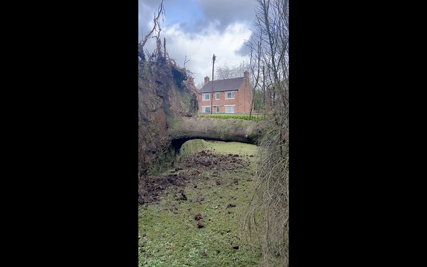 Storm Eowyn Brings Down Tree