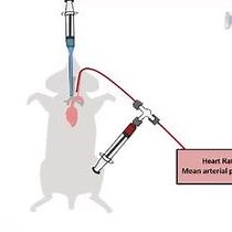 Video: Pressure Controlled Ventilation to Induce Acute Lung Injury in Mice