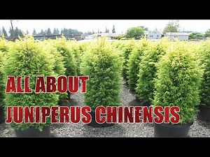 All About Juniperus Chinensis Care Tips
