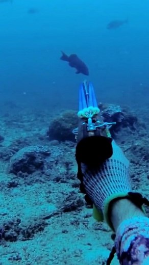 12K views · 362 reactions | Red grouper #spearfishing #coraltrouth #seafood #fyp #viral | Darman Spearo | Facebook