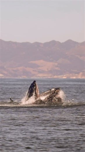 62 reactions | “Whales have officially taken over Pismo Beach ✨” | SLO Pacific Tours | Facebook