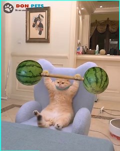 15M views · 444K reactions | The ultimate cat kung fu  | Don Pets | Facebook