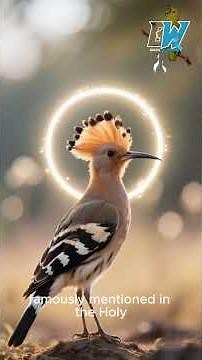 Common Hoopoe #Hoopoe_doctor #healer #animalrescue #shorts #viralbird