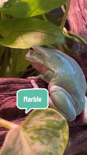 Whites tree frog Lovers on TikTok
