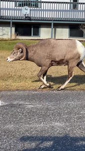 9.8M views · 31K reactions | This is all I heard my hoomans say during our trip to Banff and Jasper National Park… WOW!  They may have said, “Quiet!!!” to me too! 藍 P.S. Dude hooman is working on an long version of our trip to Banff over the next couple of days! | Coconut Rice Bear | Facebook