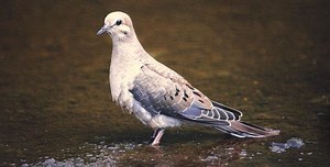 Columbidae - Alchetron, The Free Social Encyclopedia