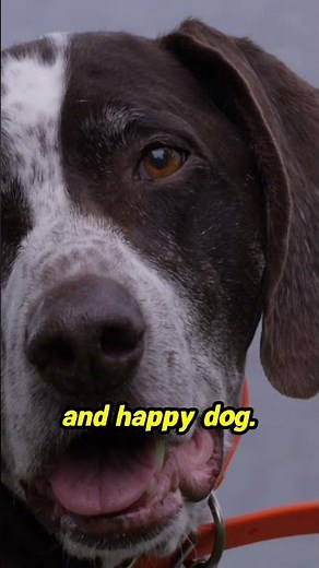 Unlock the Secret to Training a Perfect Golden Retriever!