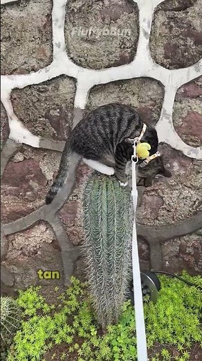 This cat actually likes cacti. #pets#cat #funnycats