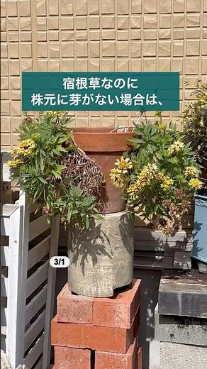 《①南国で枯れない宿根草》暖かいので上部が枯れない💦株元にも芽が少ない／お花は満開でも形が悪すぎる😭 #02onz #ガーデニング #02友 #ガイラルディアガリア