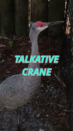 A Talkative Crane at Homosassa Spring Wildlife State Park