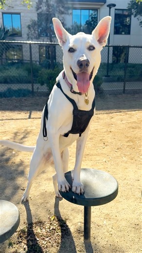 Sporn Pet | No Pull Harnesses on Instagram: "At home: total angel. On walks: suddenly in a hurry to see the whole world. The Sporn No-Pull Harness helps keep things calm, comfortable, and connected. 🐾 More strolling, less struggling. #Sporn #DogWalking #DogHarness #NoPullHarness #DogGear DogProducts"