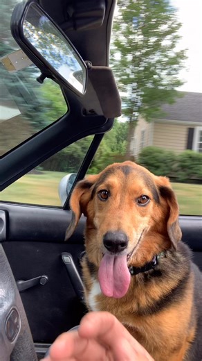 Our sweet Murray has gone to the rainbow bridge. He was the best boy and light of our lives. He loved riding in Mr. E’s convertible and I’ll always remember him this way ❤️ | MurrayHill