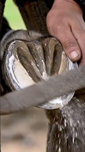 Horse Hoof Transformation | Extreme Cleaning & Polishing