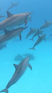 Marsa Alam, Red Sea 🇪🇬 Amazing creatures and some of the most beautiful coral reefs. | Red Sea Diving Safari