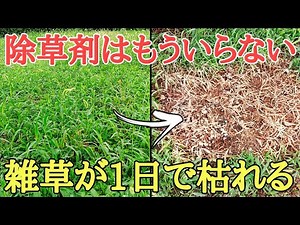 夏の雑草対策｜何もしなくても雑草が枯れる方法を紹介します。