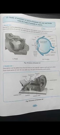 Study of structure or parts of human eye, ear and brain practical -Class 12