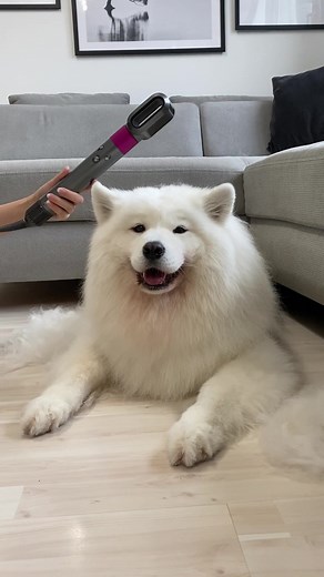 Adorable Samoyed Spreading Floof and Happiness