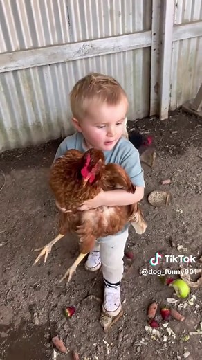 Hilarious Chicken Moments That Will Make You Laugh