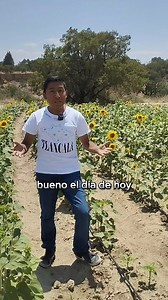 4.2K views · 262 reactions | Girasol en nahuatl | Julio Hernandez | Facebook