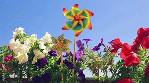 Pinwheel of rainbow colors among the balcony petunia flowers against the sky. LGBT colors concept.