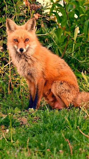3.7K reactions · 353 shares | 力 Meet the clever red fox! Did you know? Red foxes can hear rodents digging underground from miles away. Red foxes can also hear a mouse squeak from 100 meters away! Their sharp hearing helps them hunt even in the dark! 力 #RedFoxFacts #Wildlife #NatureLovers #AnimalScience #RedFox #Fox | Listpull | Facebook