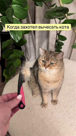 Извини, но нет 😼