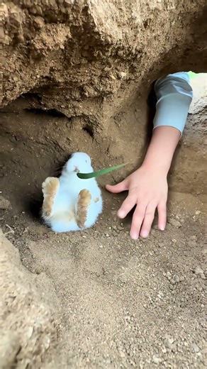 Two Bunnies Vibing… Then Got Snatched 😂🐰✋ | Didn’t See That Coming