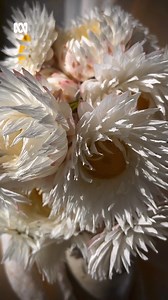 Paper daisies blooming by IG/ @ambleandtwine 🌼 "From the front yard, this is Rhodanthe chlorocephala subs rosea, which comes in white and pink shades, with either yellow or black disk florets" 💛 💚 Get more gardening tips from Gardening Australia: http://ab.co/gardeningaus 📩 Sign up for our weekly newsletter: https://ab.co/GardeningAusNewsletter 📺 Catch up with all episodes of Gardening Australia on iview: https://ab.co/GardeningAustraliaiview ⁠⁠ #ABCMyGarden #PaperDaisies | Gardening Austra