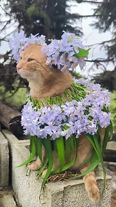 Cute Cat Moments on TikTok