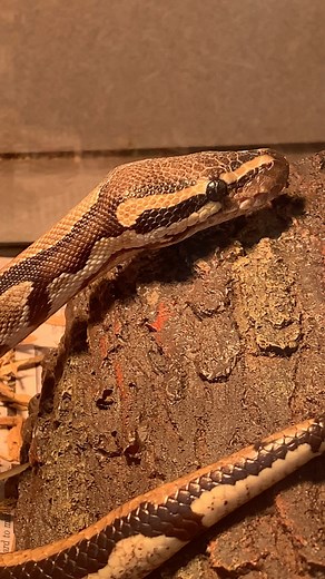 Hi! I'm Cleo! I'm a 7-year-old Ball Python. I was brought to the shelter because my previous Owner could no longer care for me. I’m a sweet, elegant girl who enjoys the simple pleasures: a good meal, a relaxing soak, and basking in the warmth of a warm light, like the royalty I am. Now, let’s talk requirements- because a queen has her standards! You must have snake experience (I’m not a starter serpent, honey). No same-day adoptions- true love takes time, and my royal court (aka the shelter staf