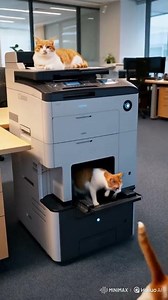 "Cat vs. Copy Machine: Hilarious Office Chaos! 🐱📠" #greenscreen #lifeisbuta#catblog #disny #catvlog