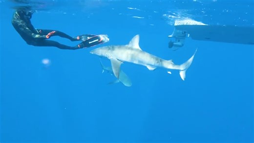 Watch what happens when your legs dangle above hungry sharks