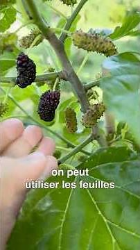 Mûrier - L'Arbre aux Milles Vertues